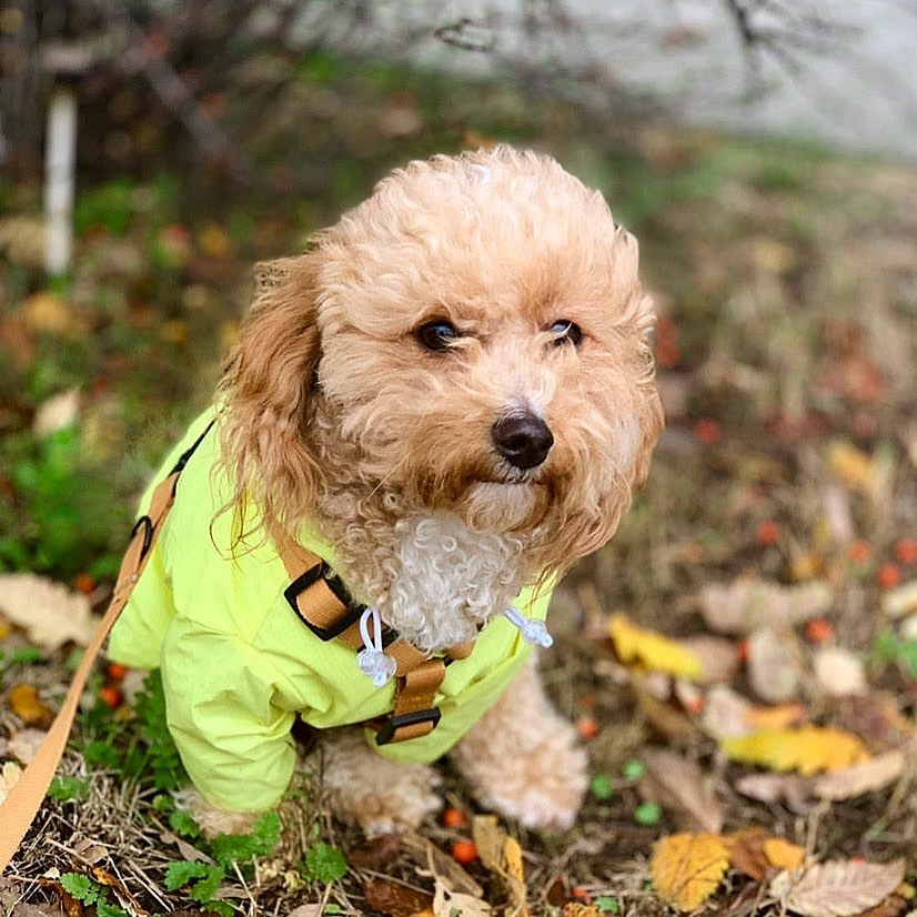 Rainy Jacket neon kurtka przeciwdeszczowa dla psa