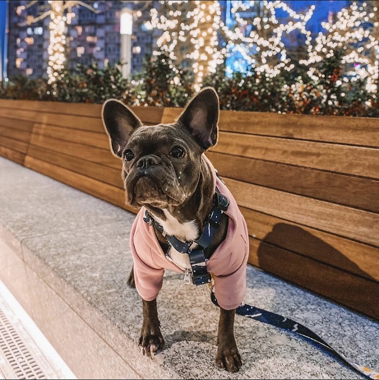 Zip hoodie różowa bluza dla psa z zamkiem