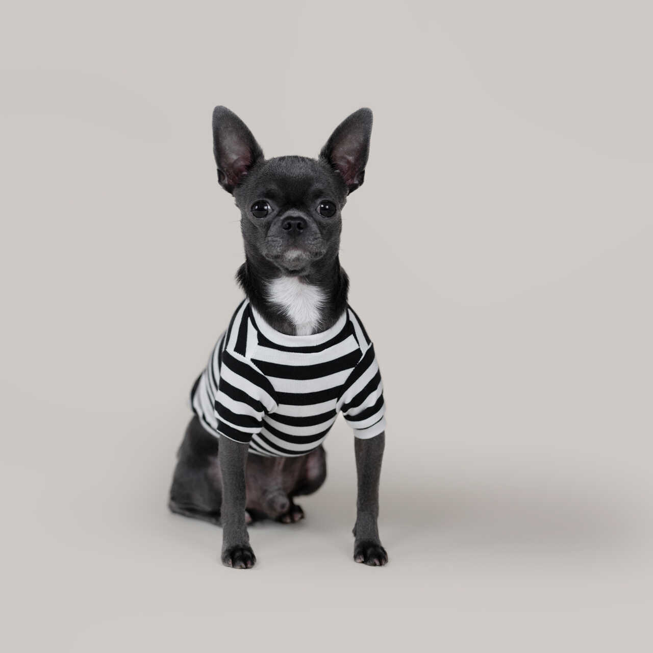 Strips shirt koszulka w paski dla psa