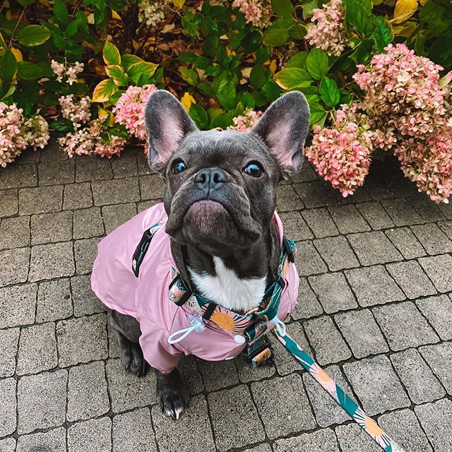 Rainy Jacket jasny pudrowy róż kurtka przeciwdeszczowa dla psa