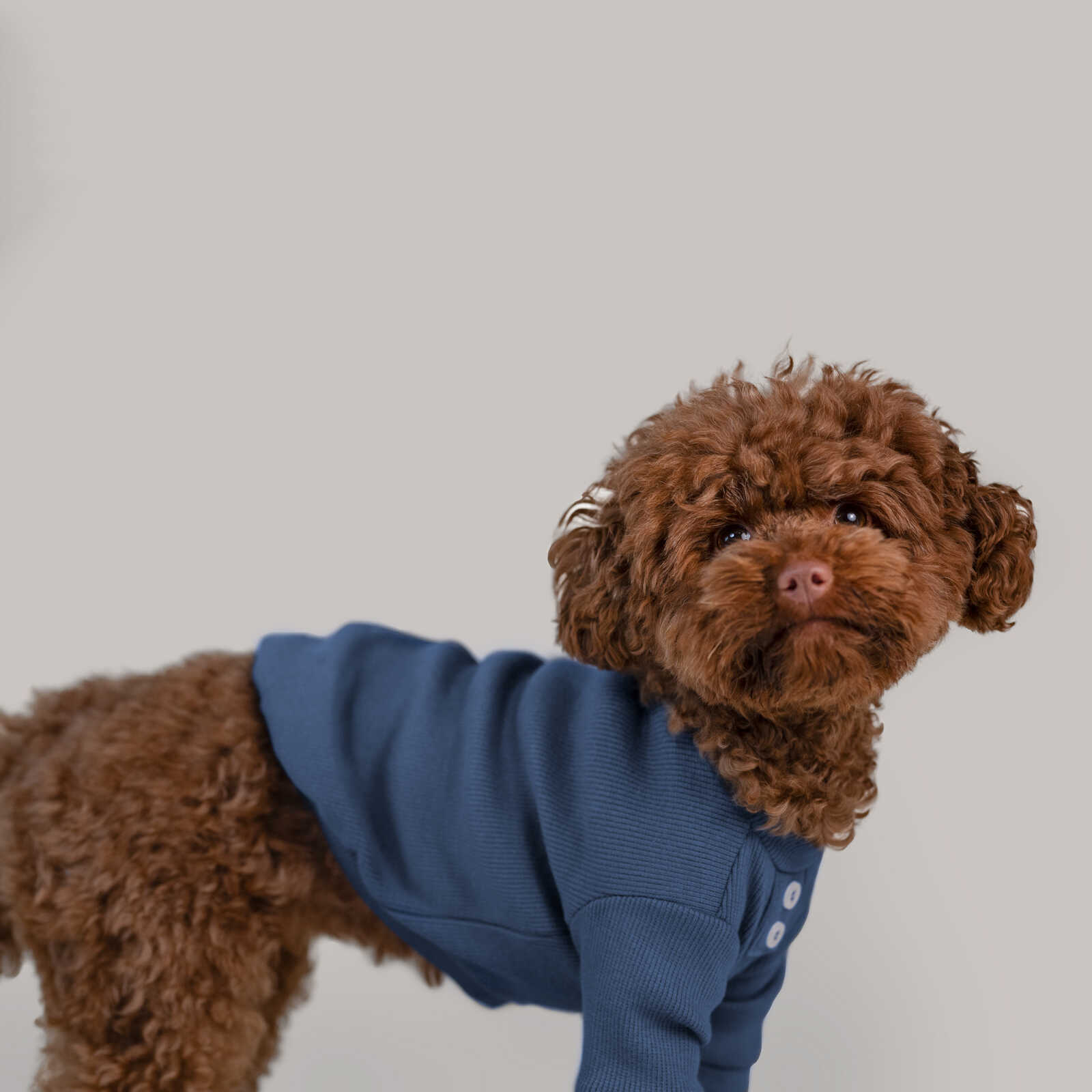 Button shirt niebieska koszulka dla psa