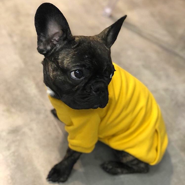 Pocket Hoodie żółta bluza dla psa