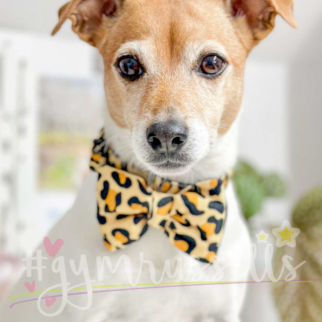 Leopard gold dog bowties - Gymrussells image 3