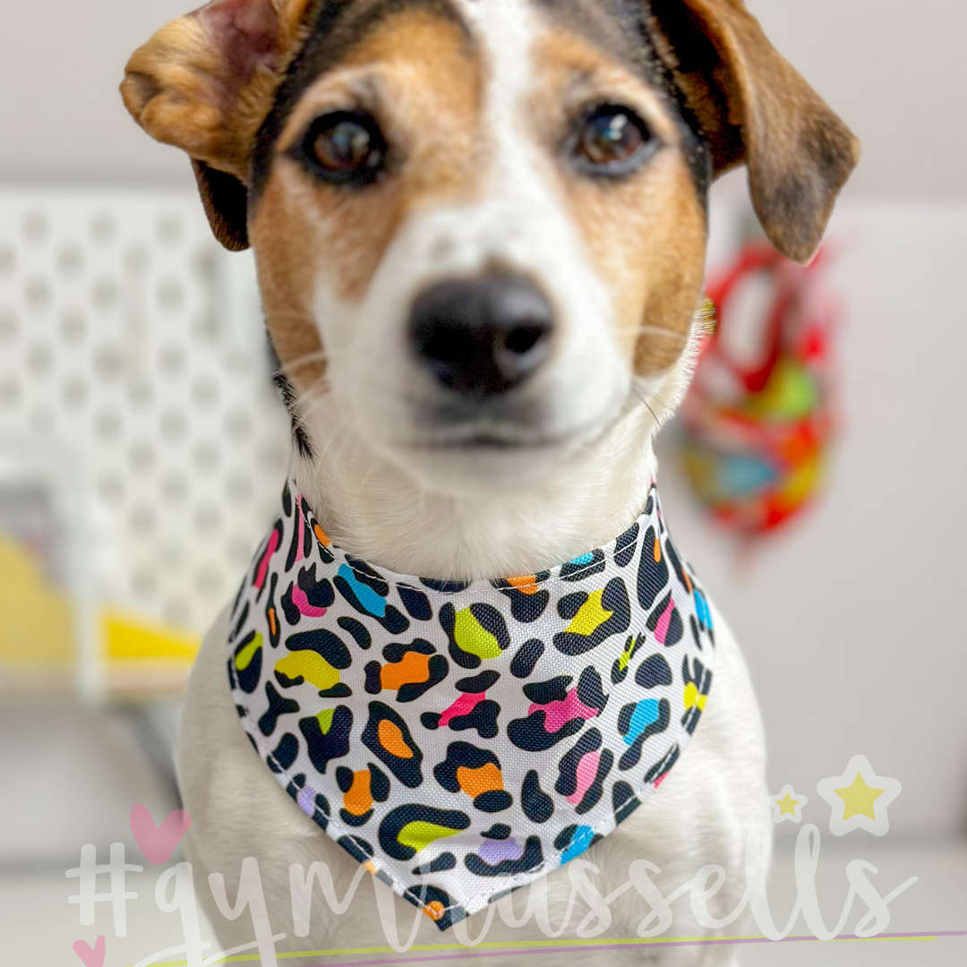 Rainbow Leopard dog bandanas - Gymrussells image 3