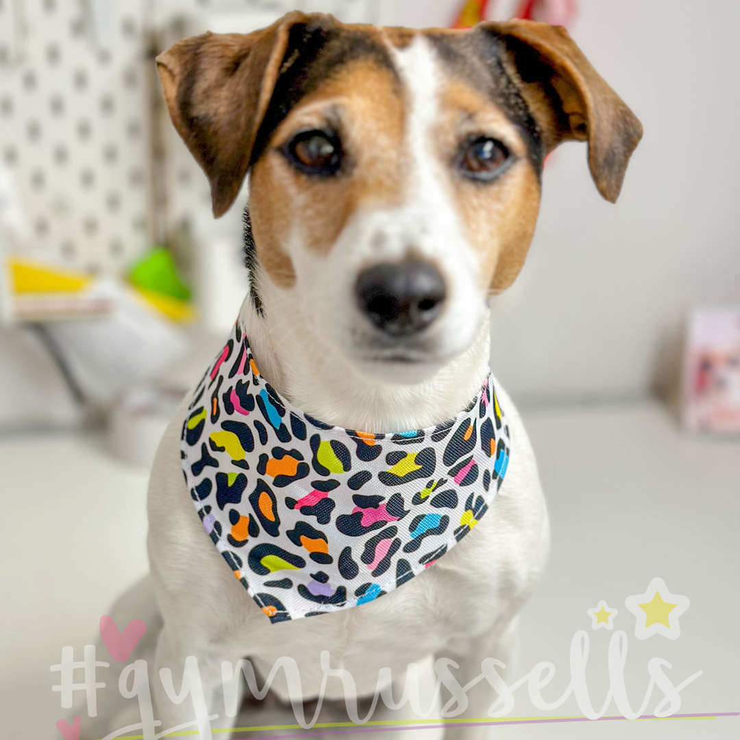 Rainbow Leopard dog bandanas - Gymrussells image 4