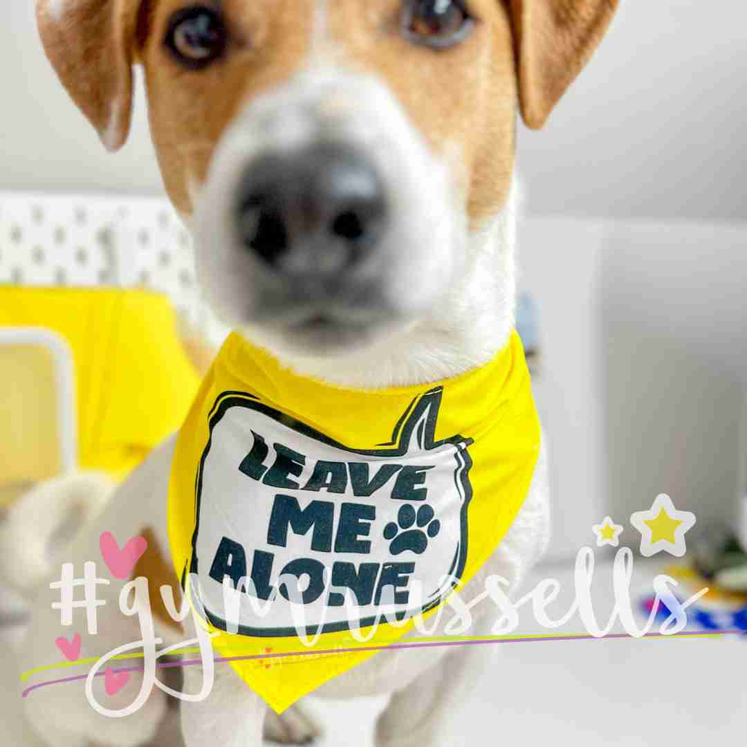 Leave me alone dog bandana - Gymrussells image 1