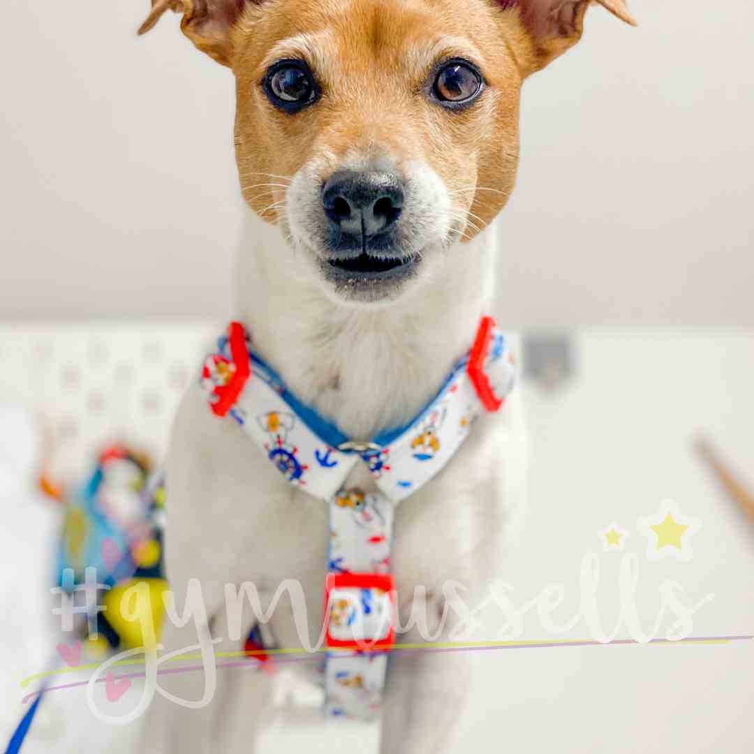 Sailor dog strap harness - Gymrussells image 3