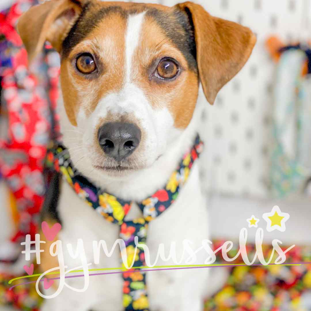 Autumn dogie dog strap harness - Gymrussells image 3