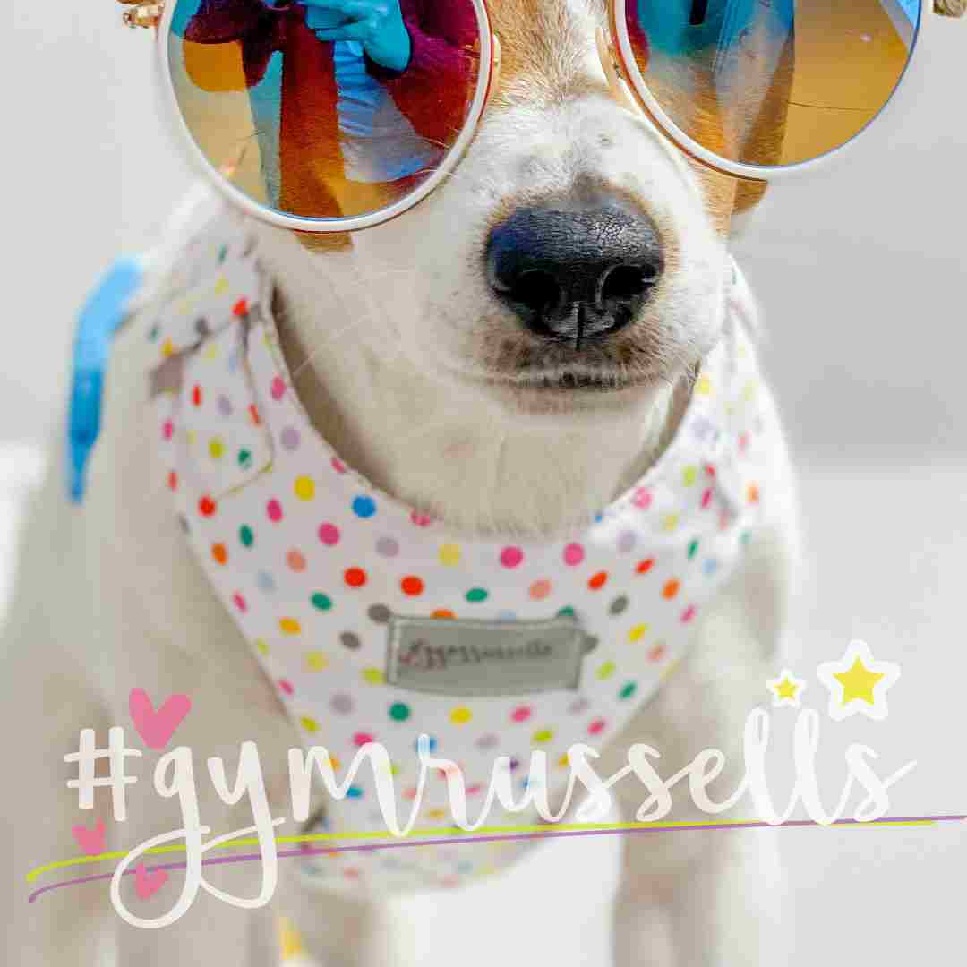 Kolorowe kropeczki Szelki bezuciskowe dla psa - Gymrussells zdjęcie 1