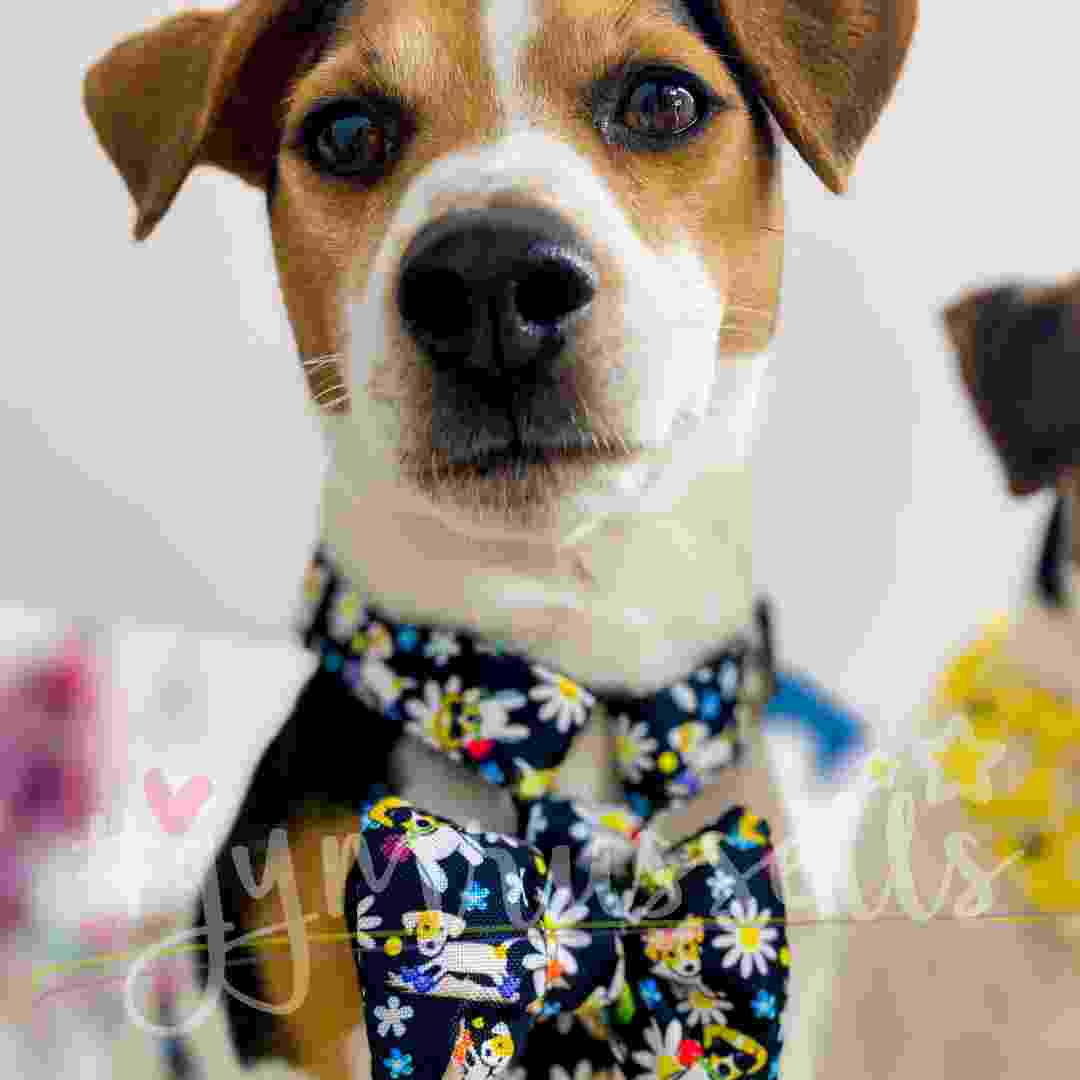 Spring doggie strap harness in black - Gymrussells image 3