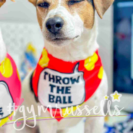 Bandaną dla psa "Rzuć mi piłkę" - Gymrussells zdjęcie 3