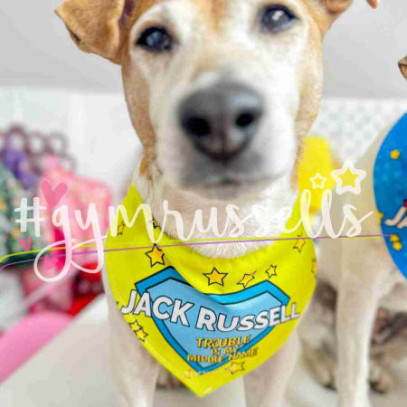 Dog bandana "Jack Russell, Trouble is my middle name" - Gymrussells image 4