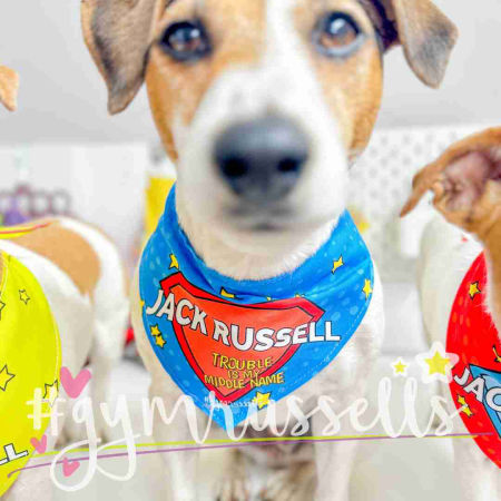Dog bandana "Jack Russell, Trouble is my middle name" - Gymrussells image 1