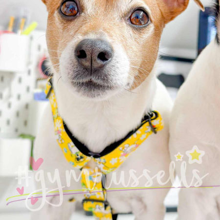 Spring doggie strap harness in yellow image 3