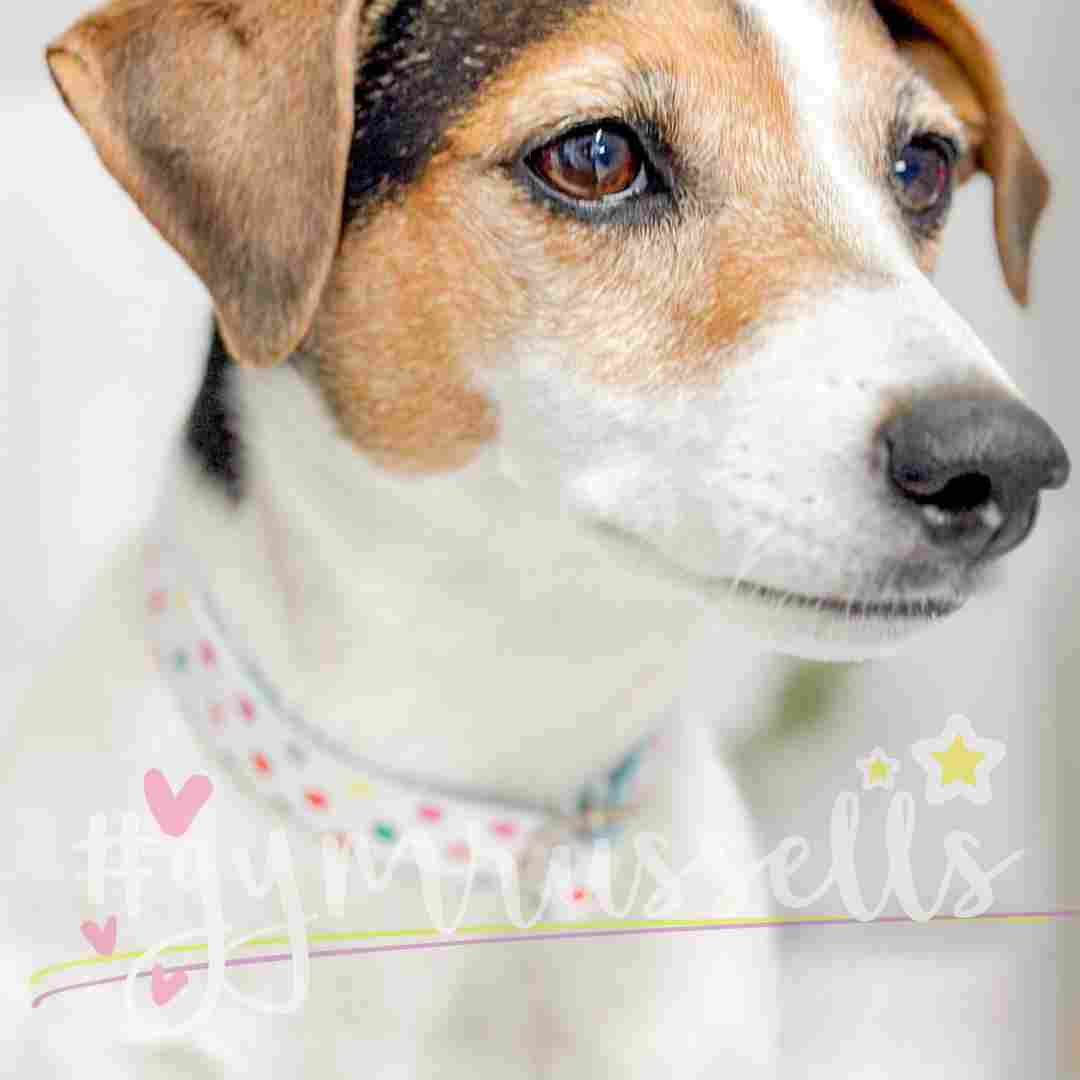 Adorable dots dog collar - Gymrussells image 2