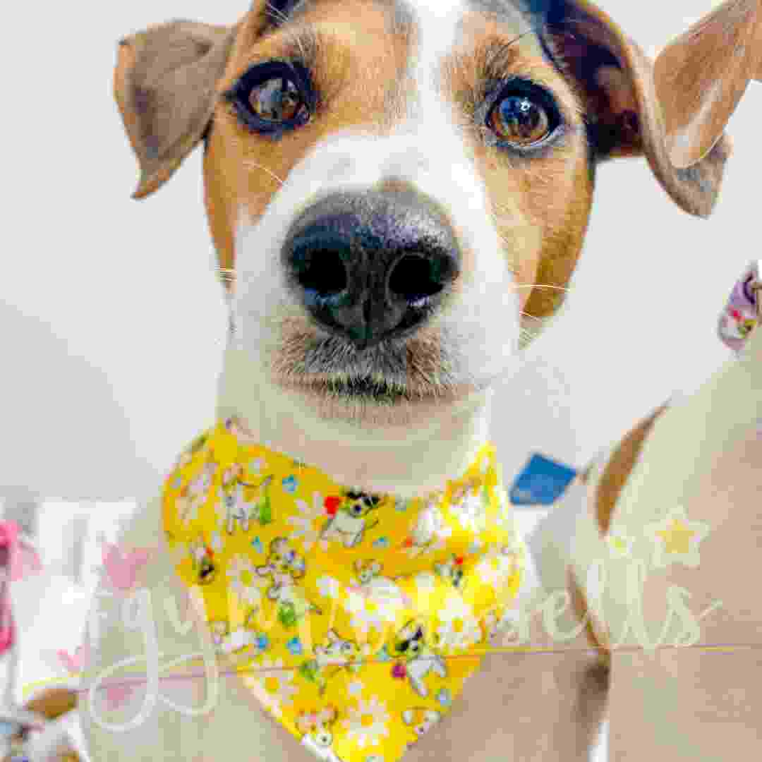Wiosenny piesek Bandanka dla psa Jack Russell Różne Kolory - Gymrussells zdjęcie 1