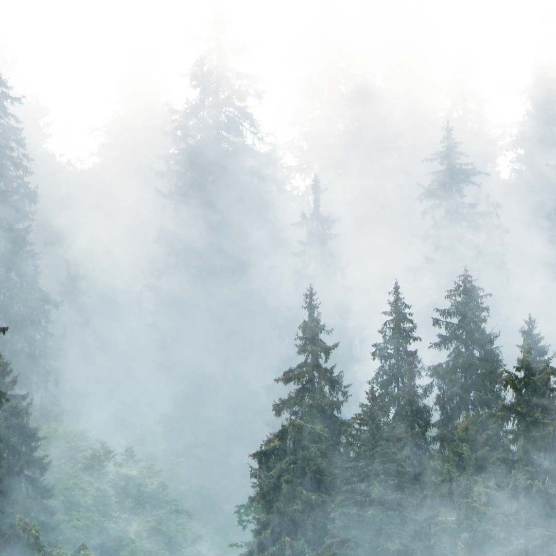 Tapeta les v hmle - Dekoori obrázok 3