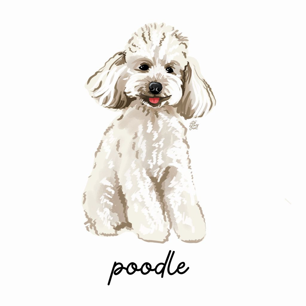Grafika Poodle - Doodle Pals zdjęcie 1