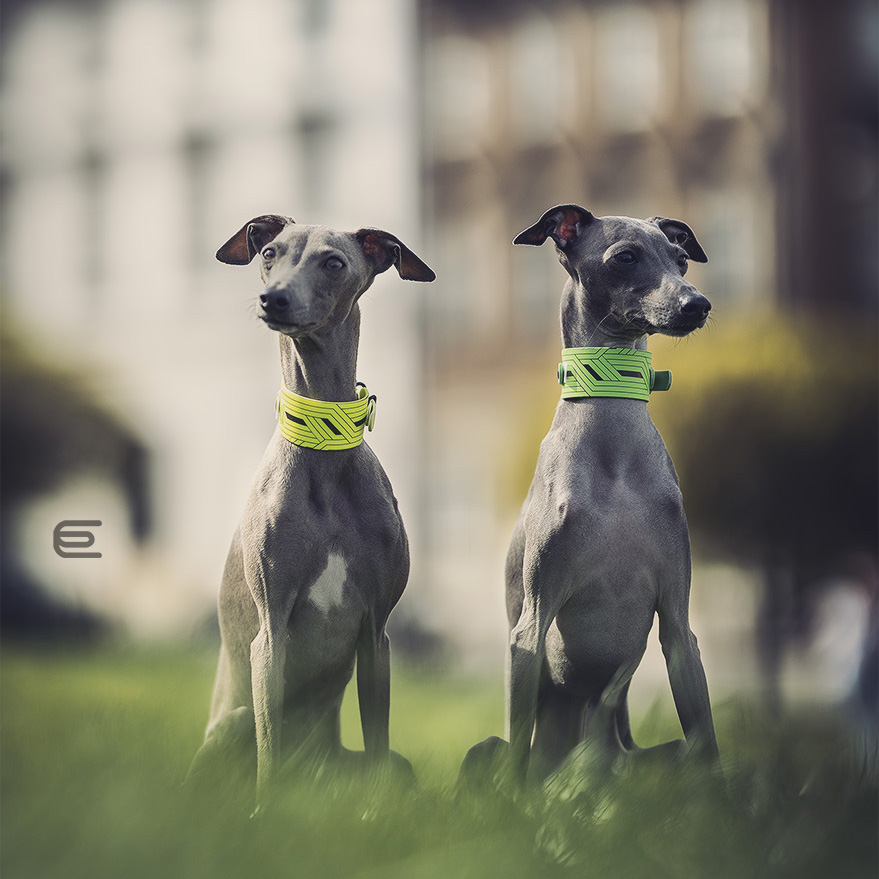 Italian greyhound collar EYESH 110 BioThane® - EYESH -for dog walks- image 2