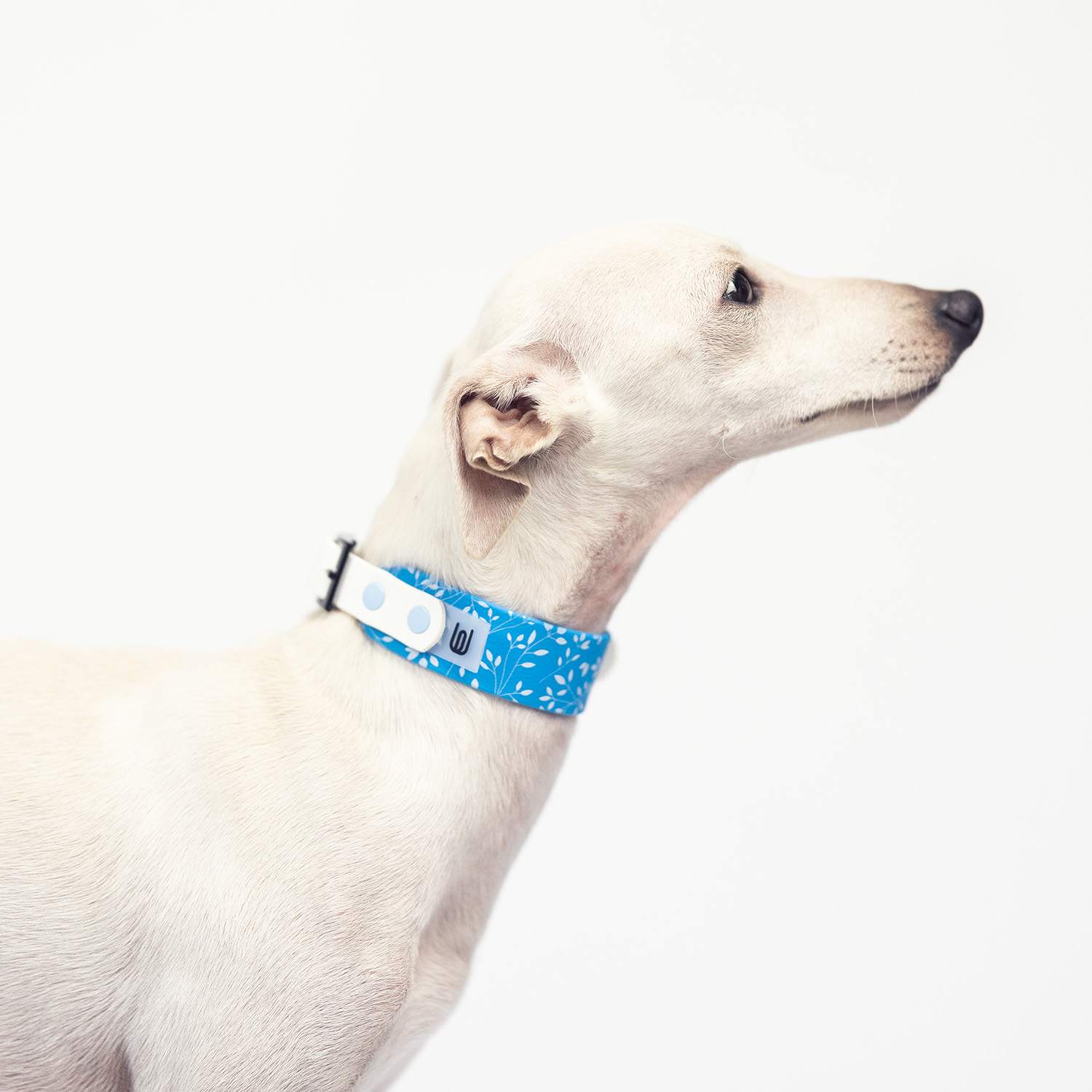 Obroża dla charcika włoskiego EYESH Twig Blue 056 - EYESH -for dog walks- zdjęcie 2
