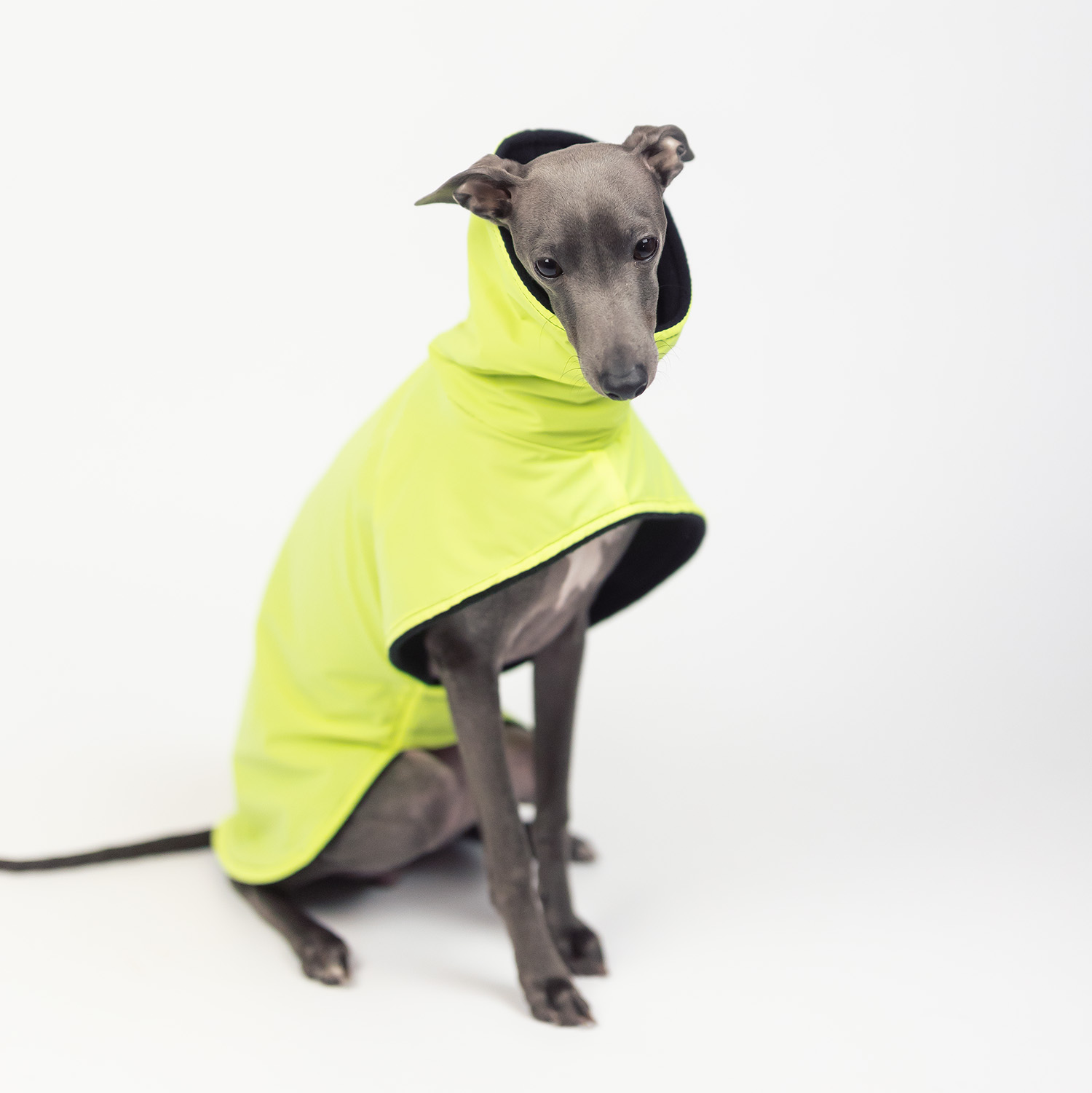 Italian greyhound REFLECTIVE YELLOW coat - Wear.Chartbeat image 3