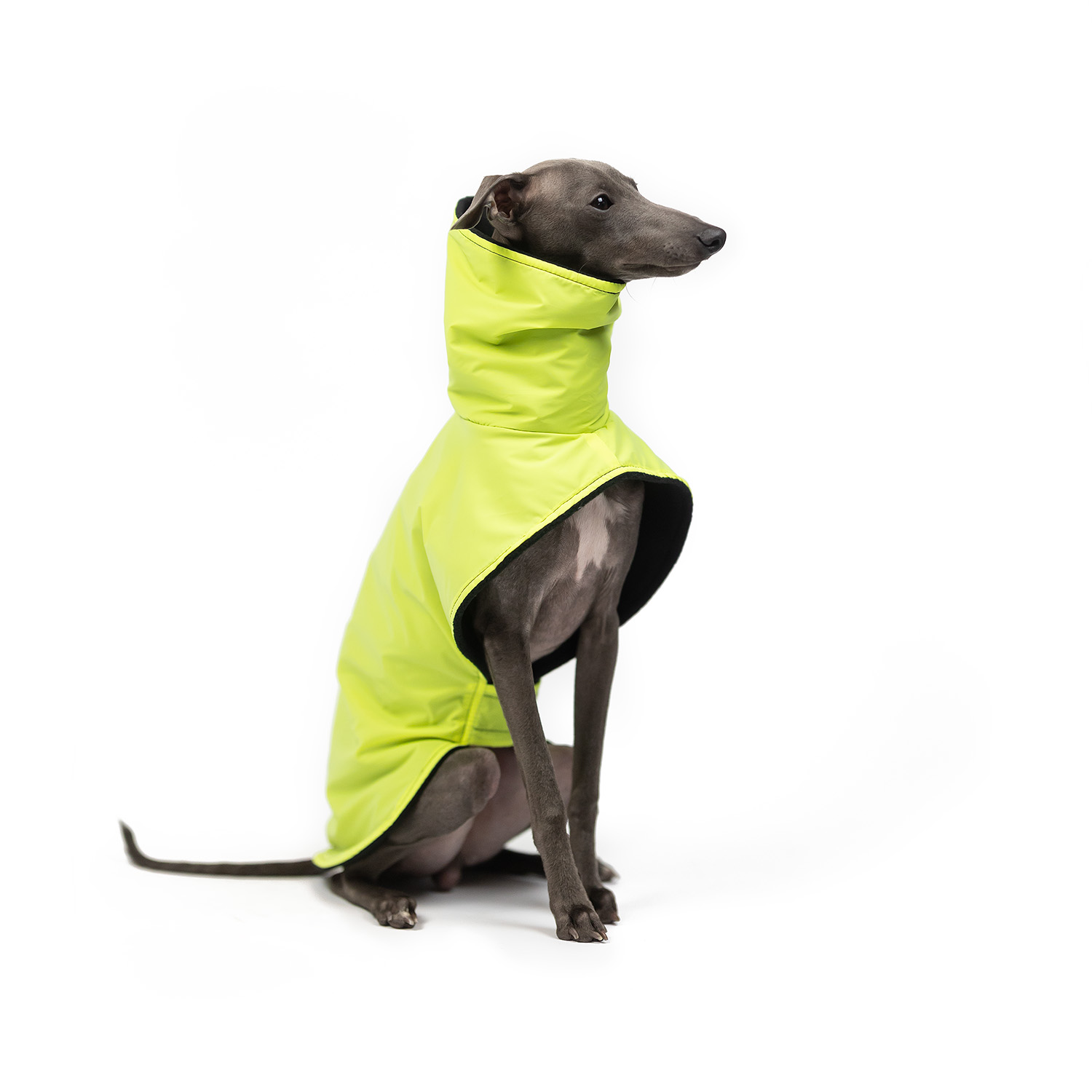 Italian greyhound REFLECTIVE YELLOW coat - Wear.Chartbeat image 2
