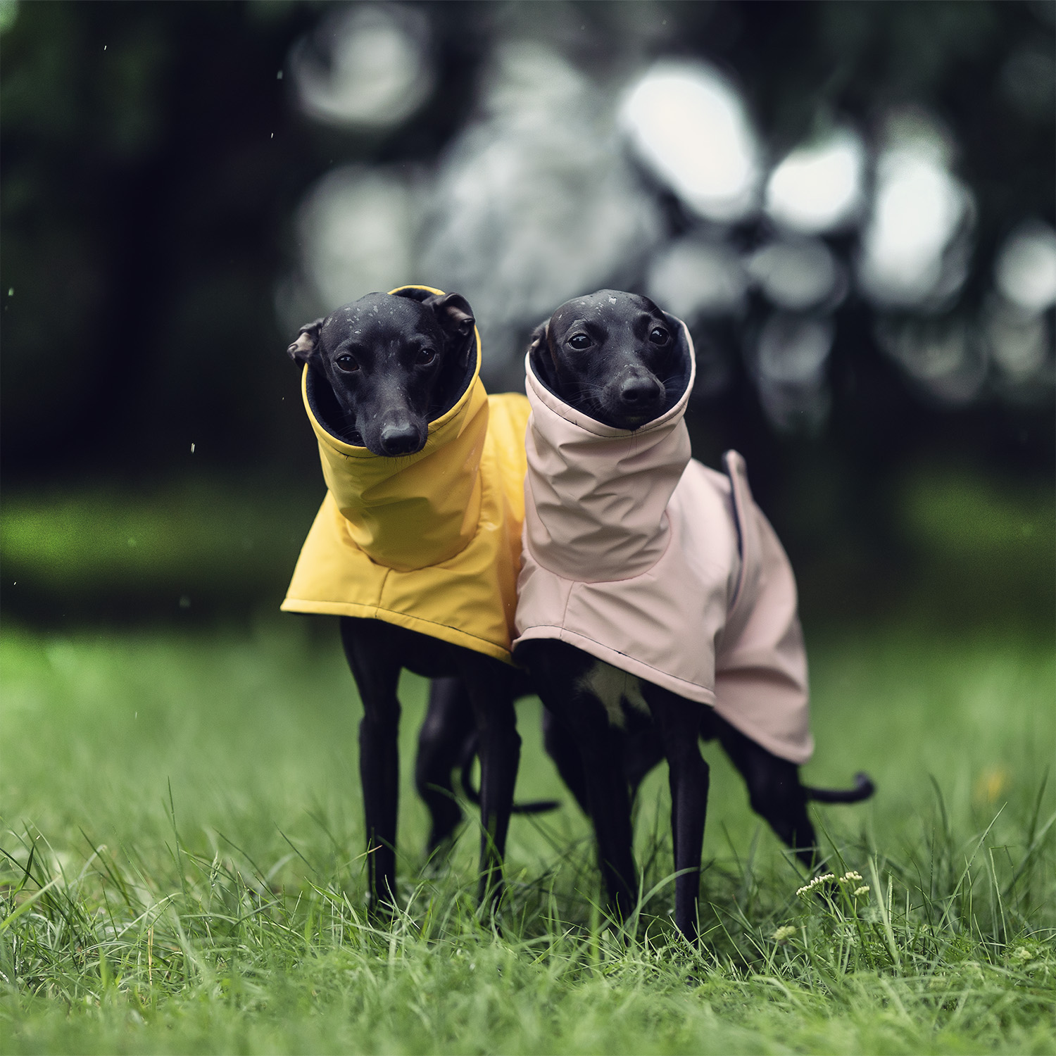 Italian greyhound STORM STOP coat - Wear.Chartbeat image 4