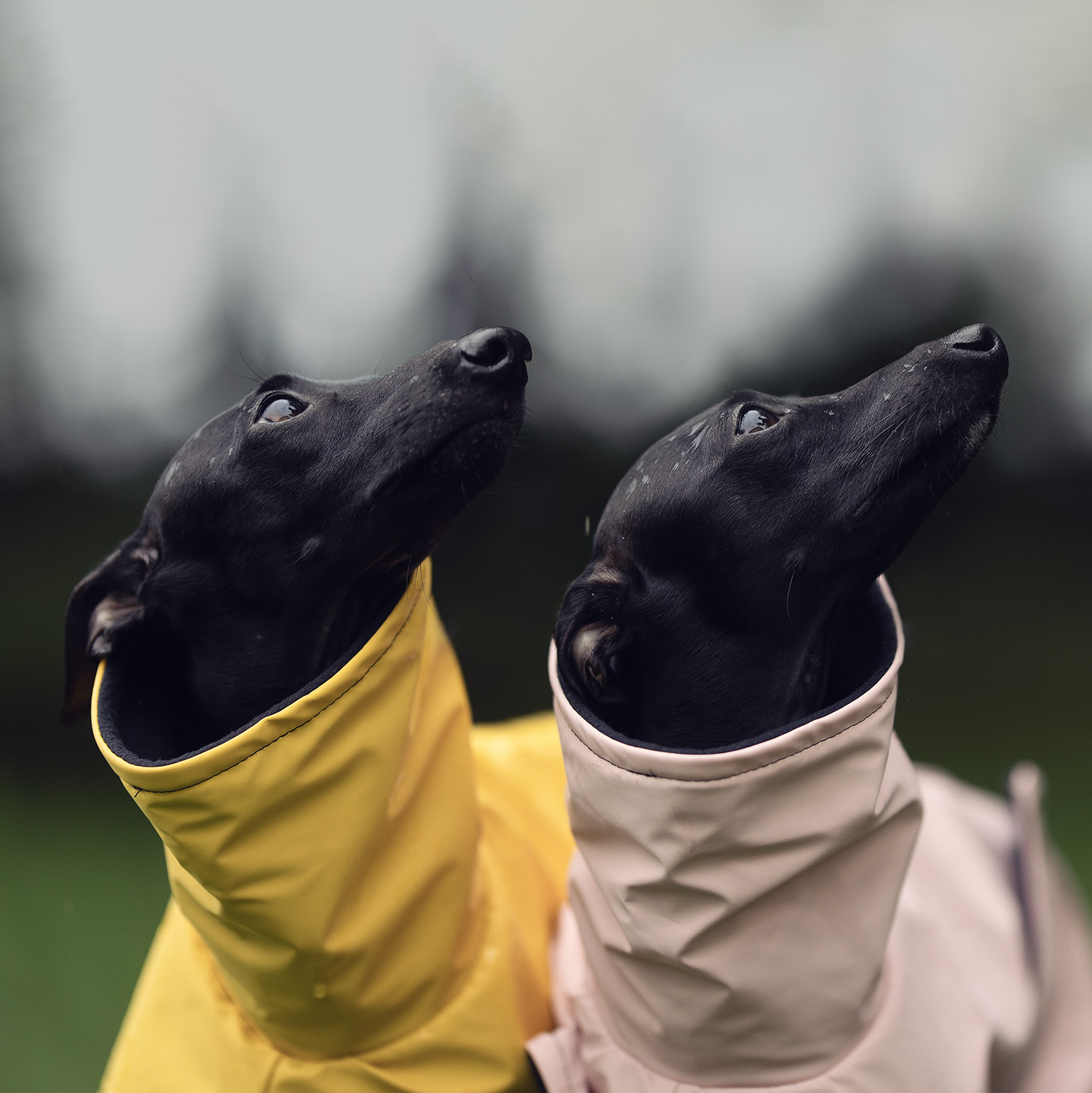 Italian greyhound STORM STOP coat - Wear.Chartbeat image 2