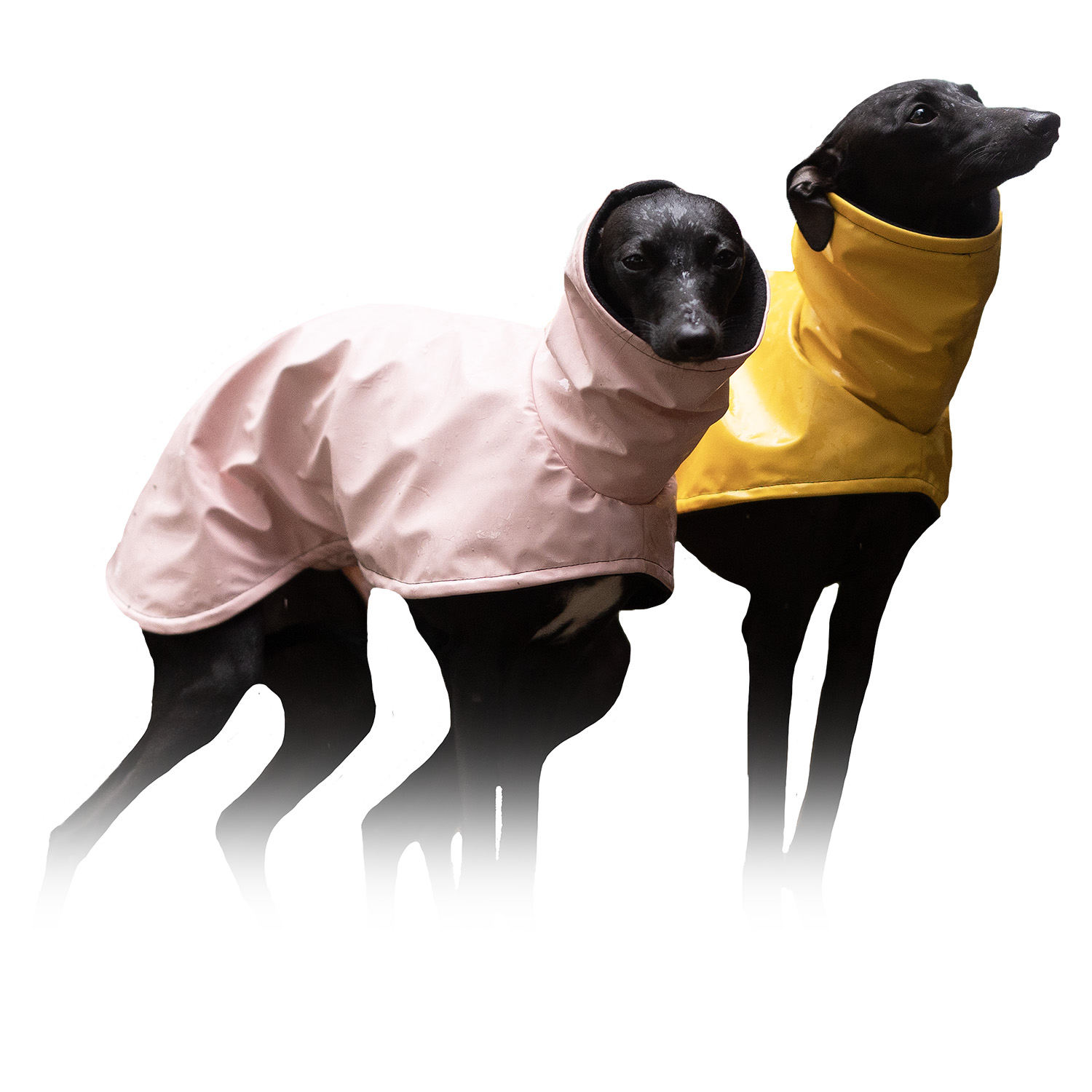 Italian greyhound STORM STOP coat - Wear.Chartbeat image 1