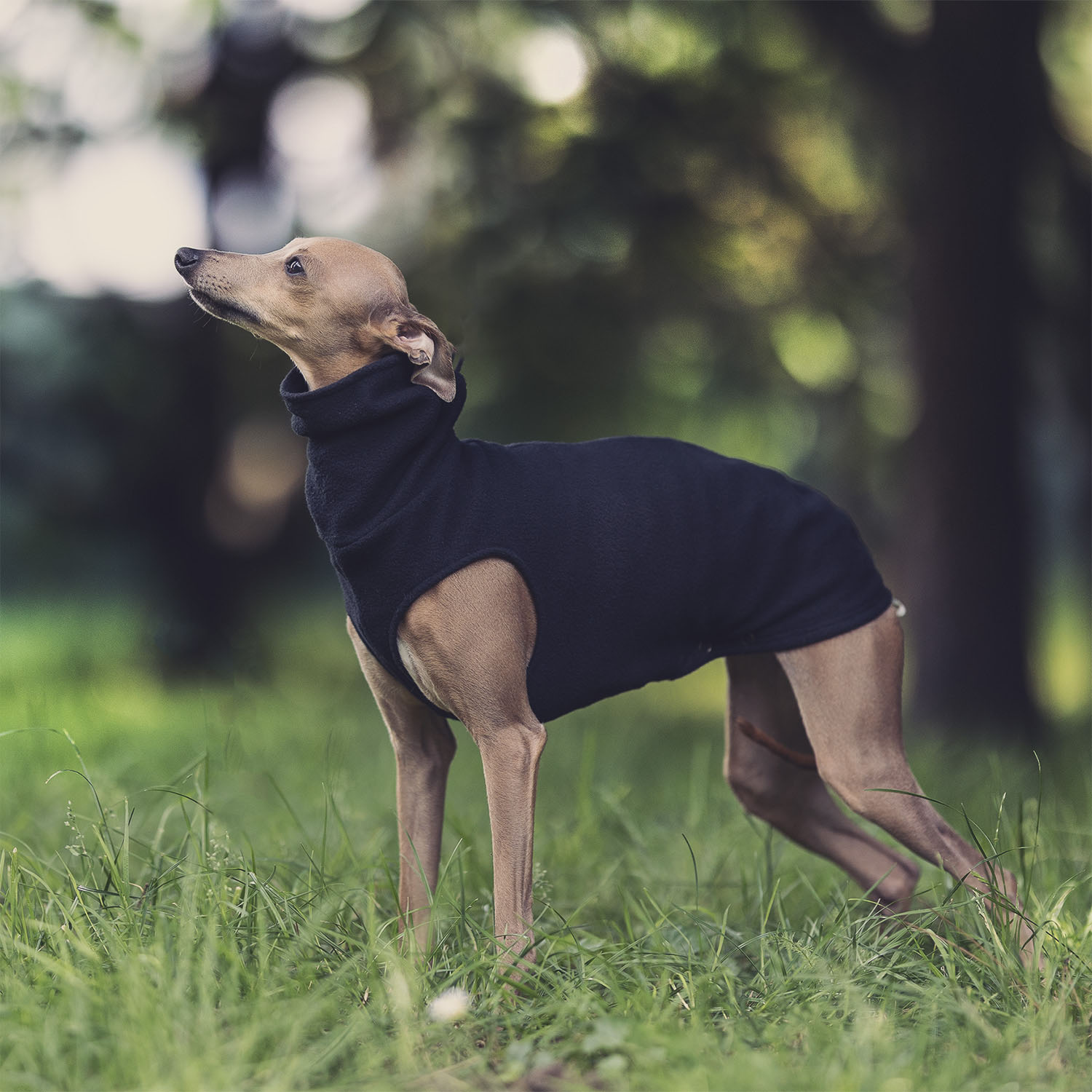 Italian greyhound clothing BLACK FLEECE vest - Wear.Chartbeat image 4