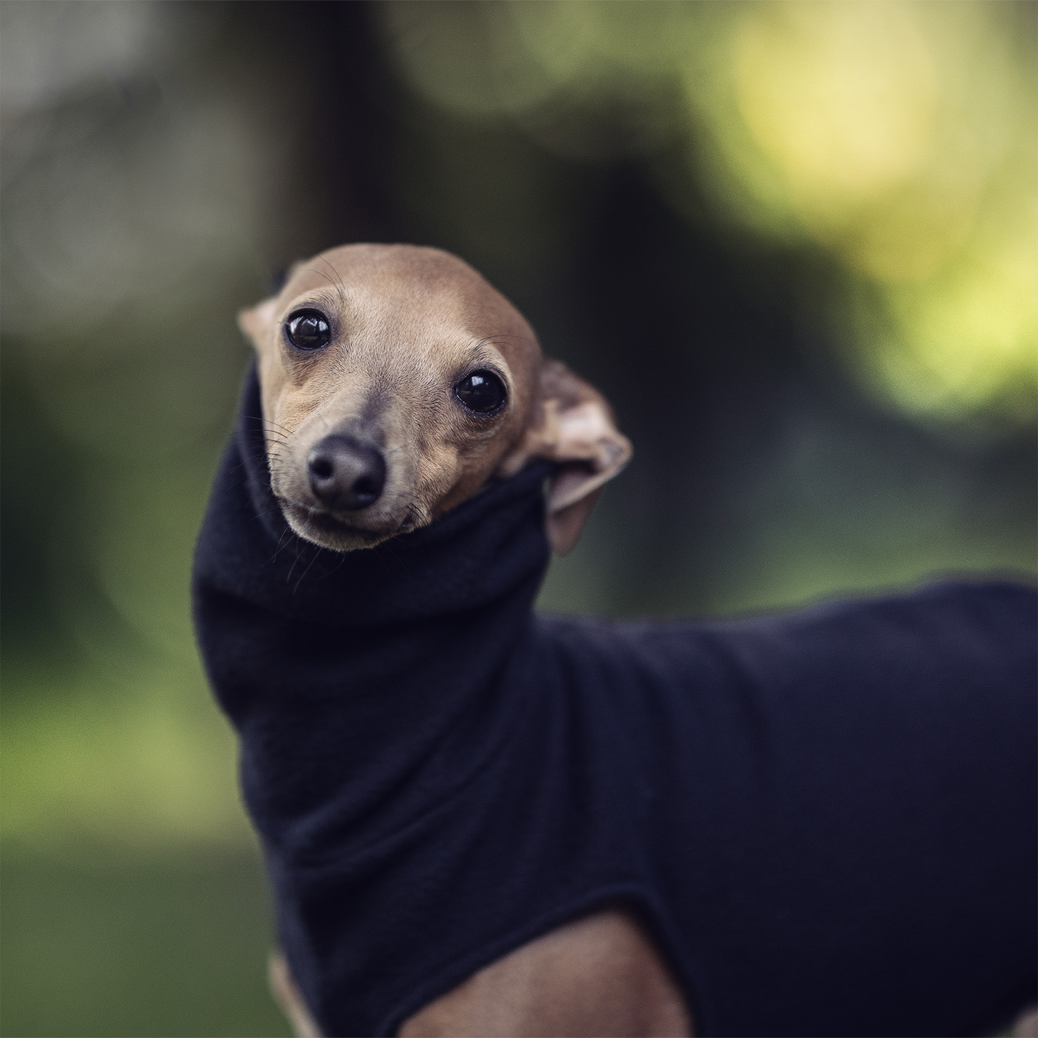 Italian greyhound clothing BLACK FLEECE vest - Wear.Chartbeat image 2