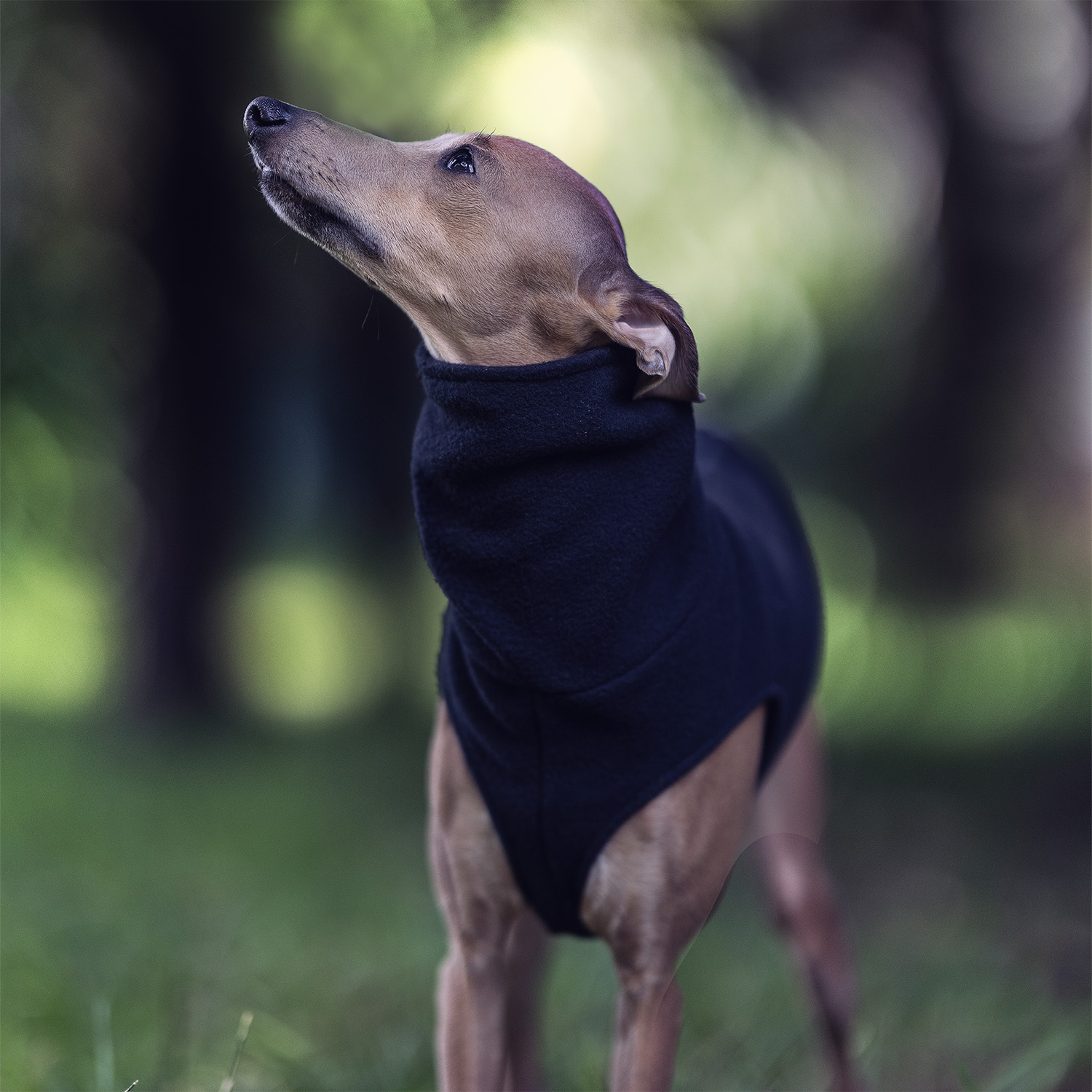 Italian greyhound clothing BLACK FLEECE vest - Wear.Chartbeat image 3