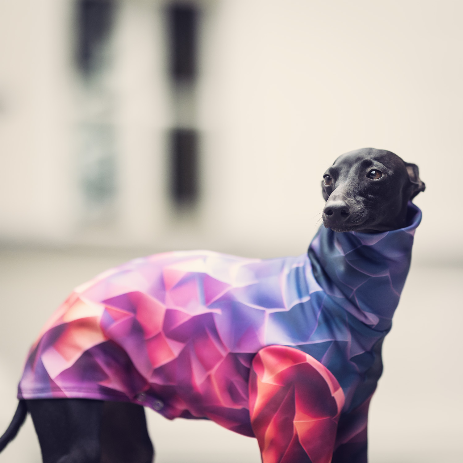 Italian greyhound clothing PRISM BLAZE Stretchmax® blouse - Wear.Chartbeat image 3