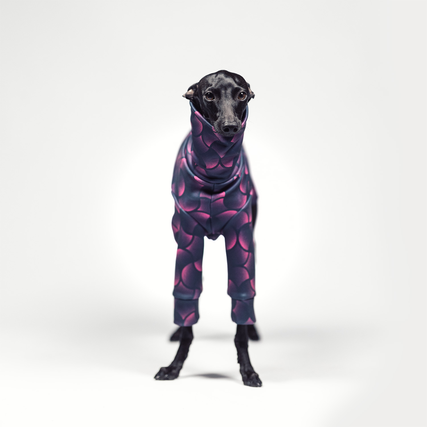 Italian greyhound clothing VELVET SWIRL Stretchmax® blouse - Wear.Chartbeat image 2