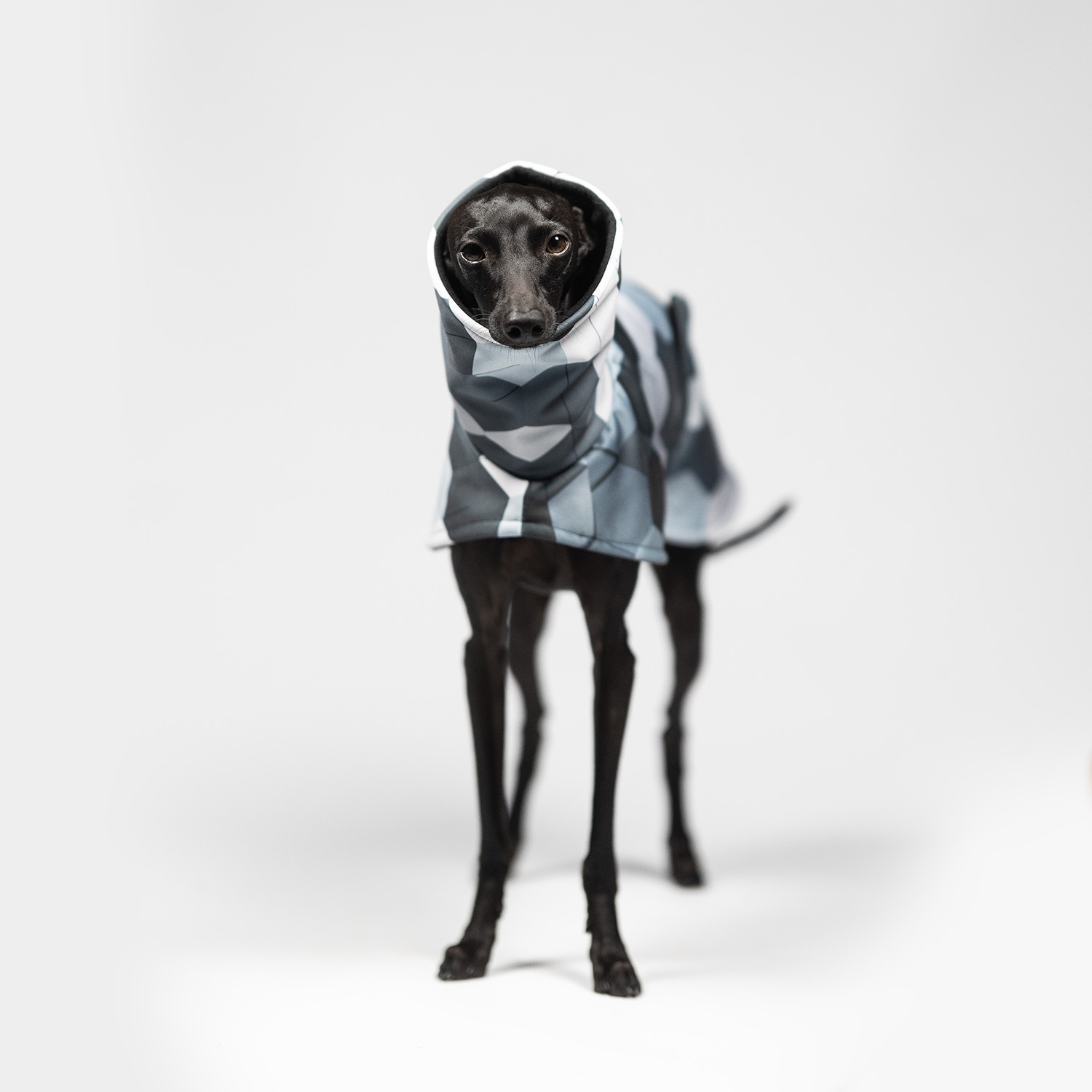 Italian greyhound CHILLY HEX Softshell® jacket - Wear.Chartbeat image 2