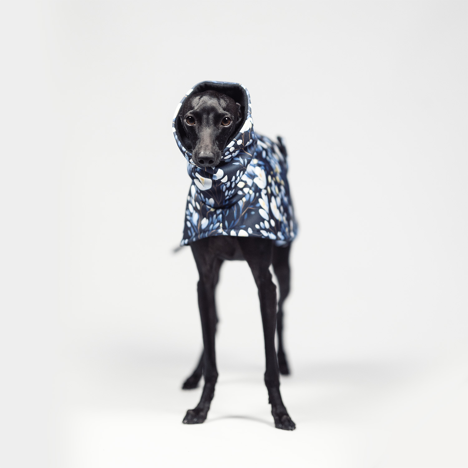 Italian greyhound BLOOM SHIELD Softshell® jacket - Wear.Chartbeat image 2