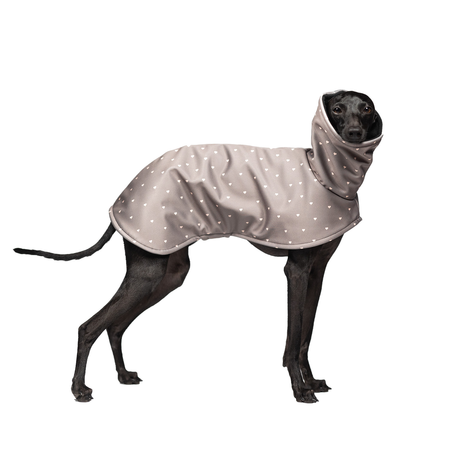 Italian greyhound TINY LUV Softshell® jacket - Wear.Chartbeat image 1