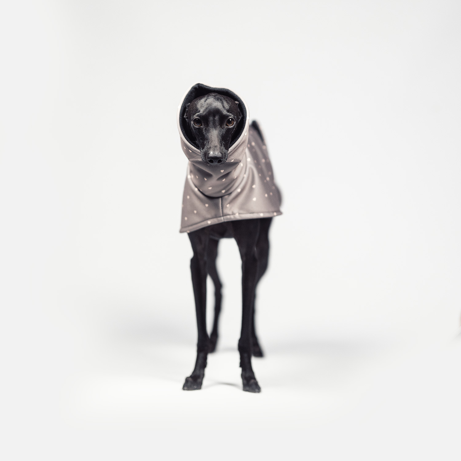 Italian greyhound TINY LUV Softshell® jacket - Wear.Chartbeat image 2