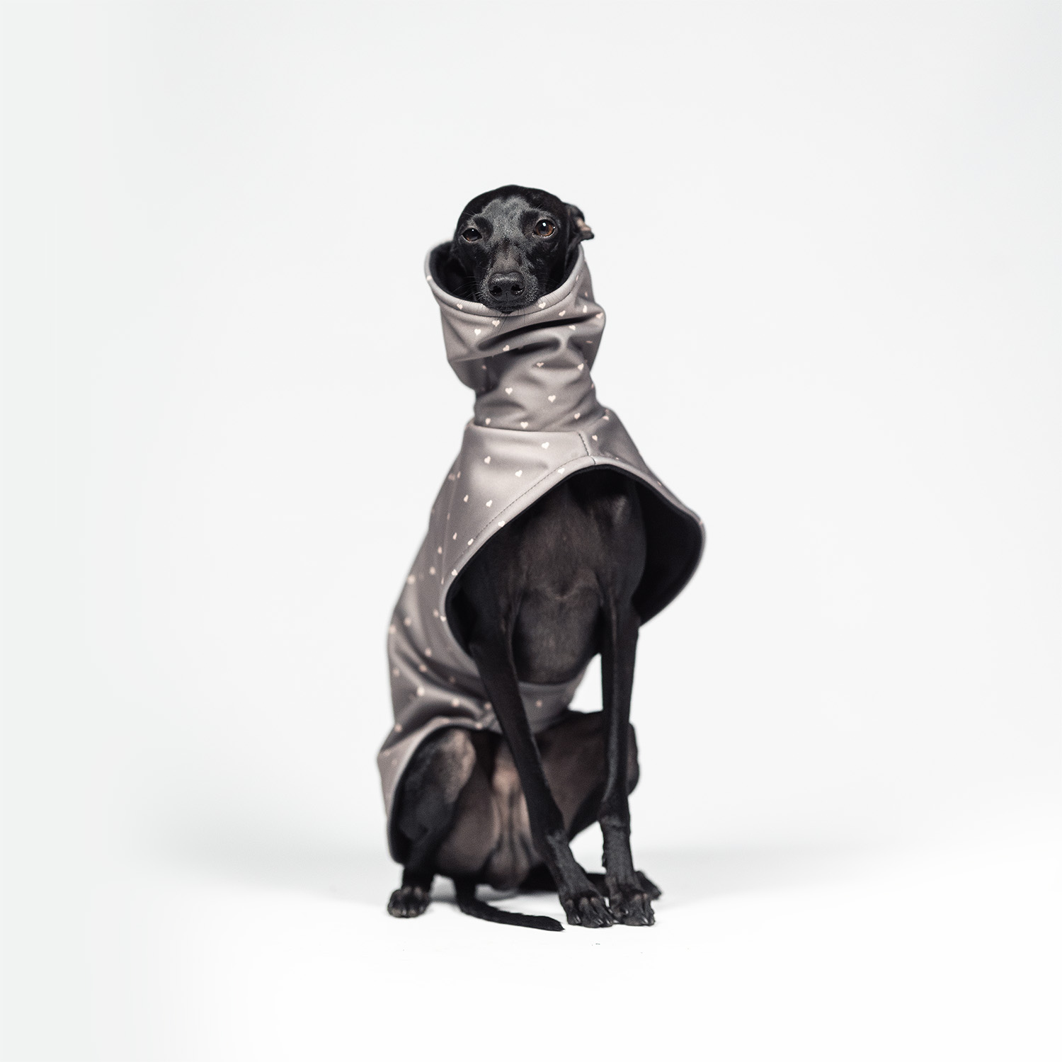 Italian greyhound TINY LUV Softshell® jacket - Wear.Chartbeat image 3