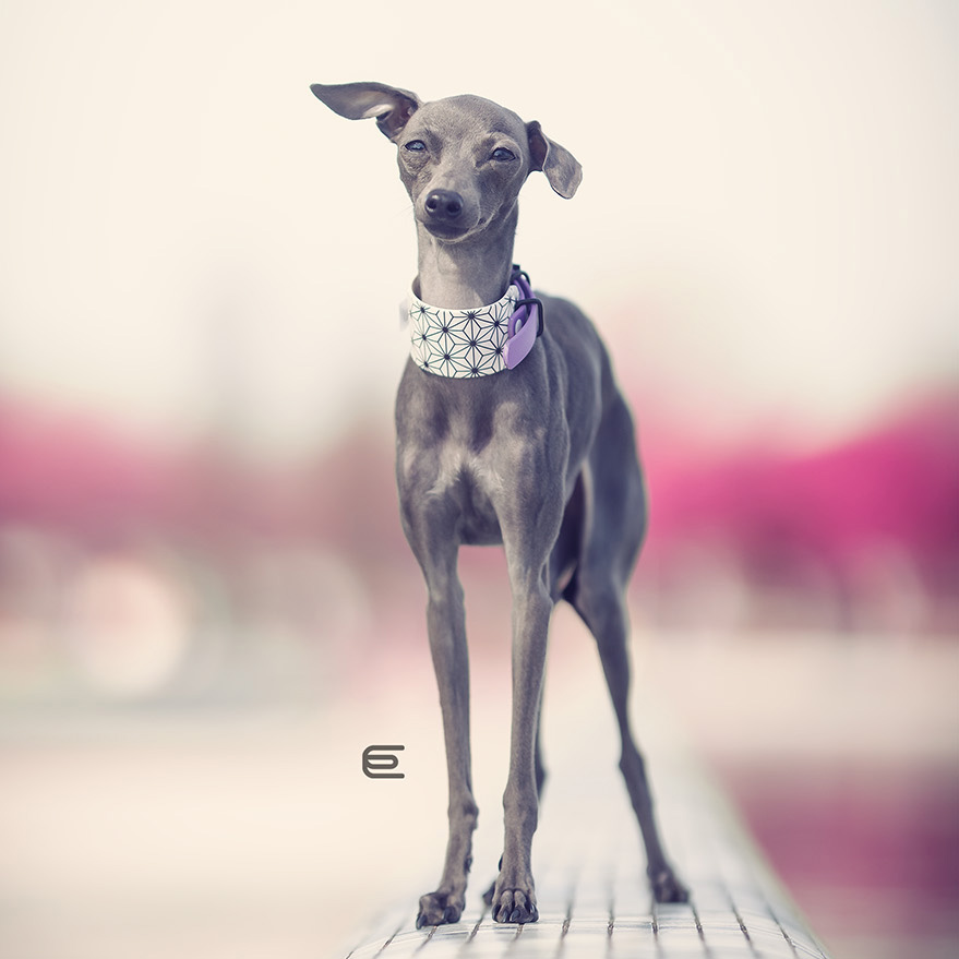 Italian greyhound collar EYESH 126 BioThane® - EYESH -for dog walks- image 3