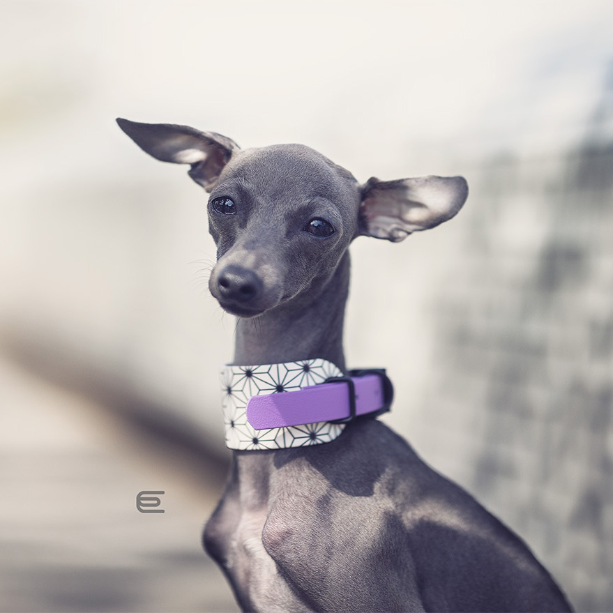 Italian greyhound collar EYESH 126 BioThane® - EYESH -for dog walks- image 2