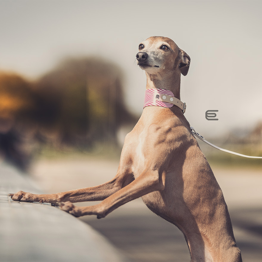Italian greyhound collar EYESH 106 BioThane® - EYESH -for dog walks- image 3