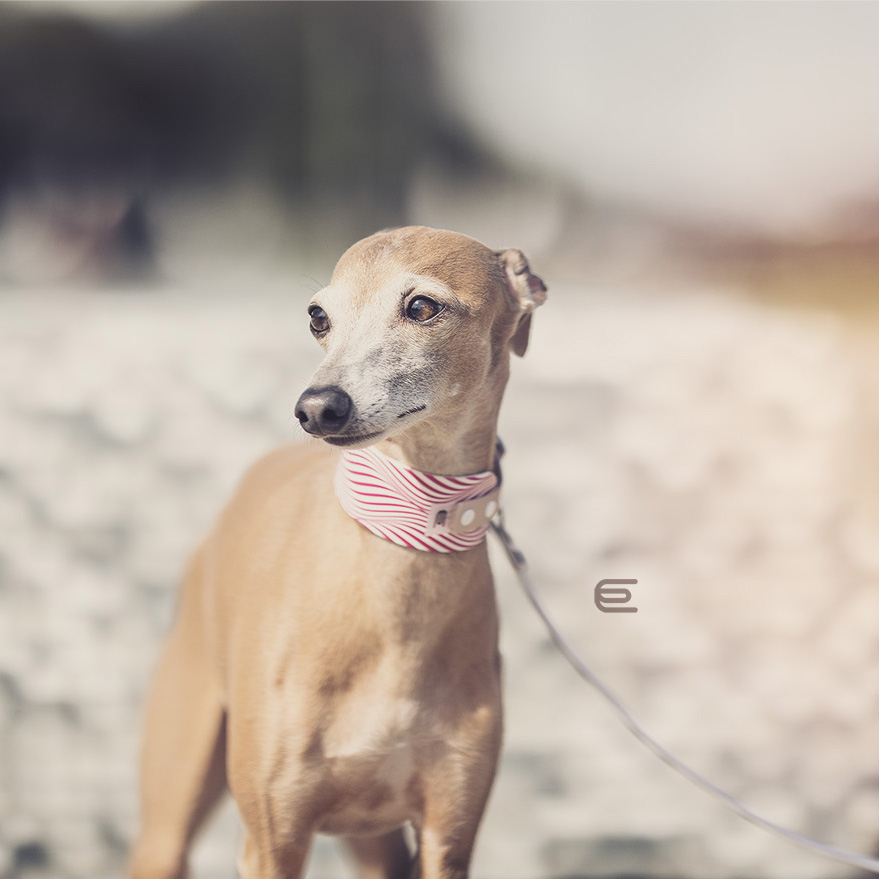 Italian greyhound collar EYESH 106 BioThane® - EYESH -for dog walks- image 4