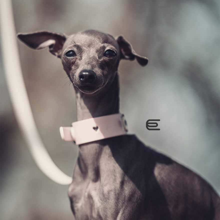 HEARTBEAT collar and leash for italian greyhound image 3