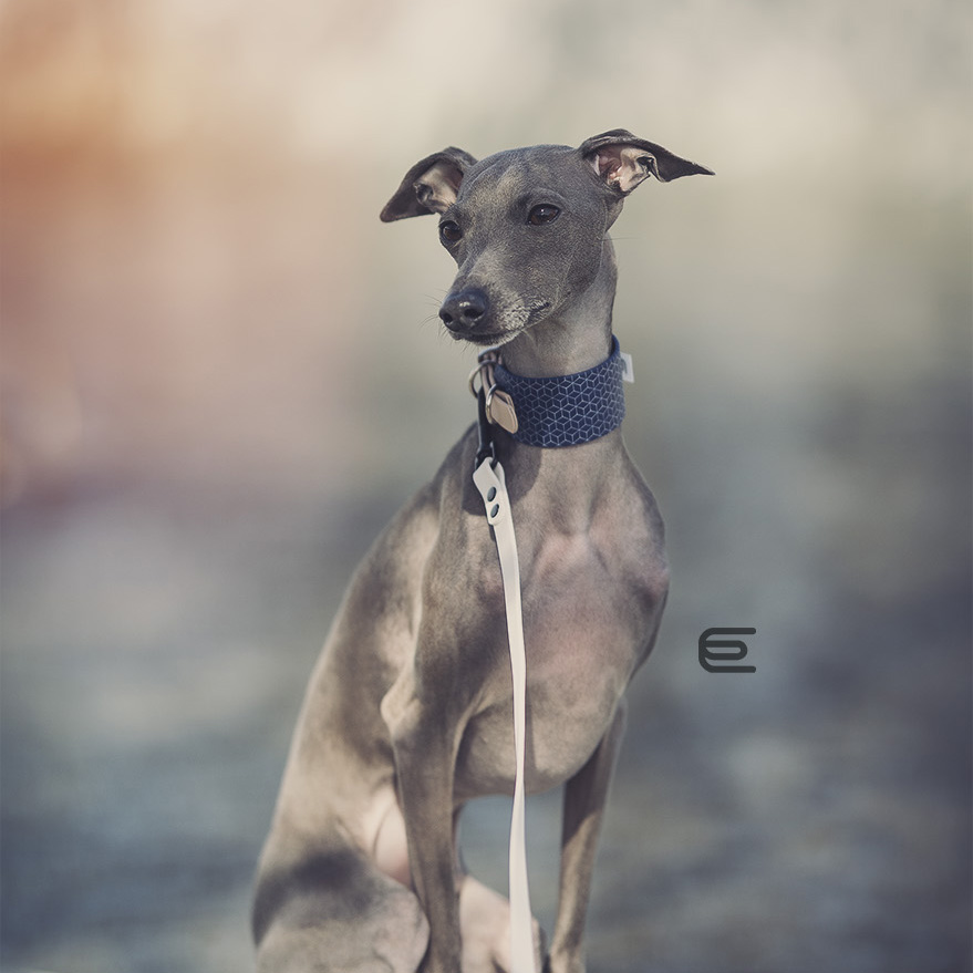 Italian greyhound collar EYESH 118 BioThane® - EYESH -for dog walks- image 2