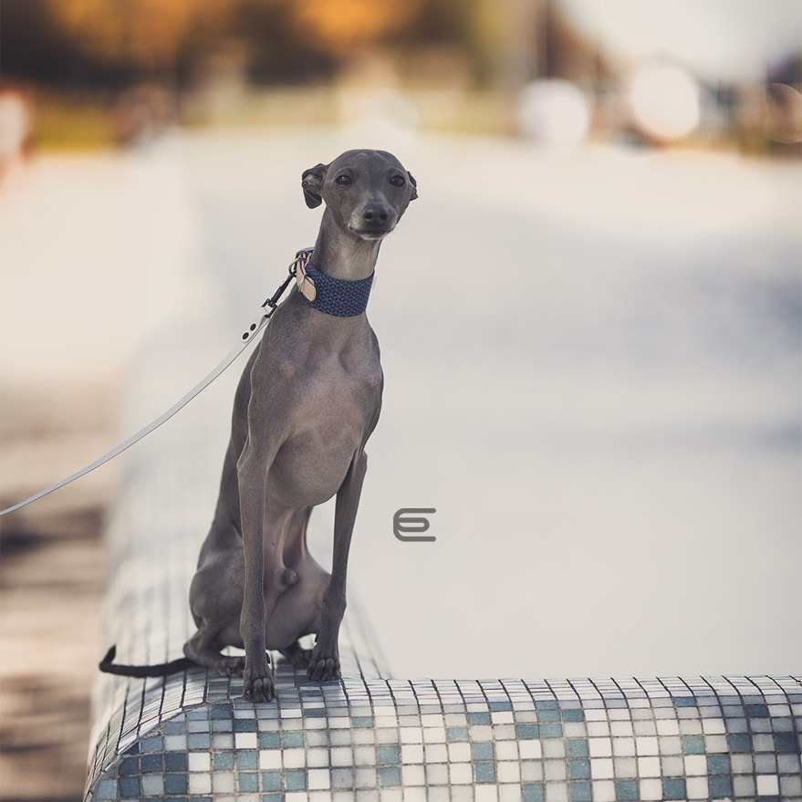 Italian greyhound collar EYESH 118 BioThane® - EYESH -for dog walks- image 3