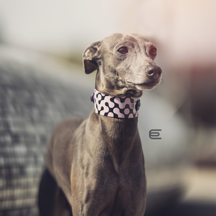 Italian greyhound collar EYESH 123 BioThane® - EYESH -for dog walks- image 2