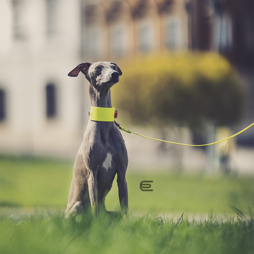 Italian greyhound collar EYESH 129 BioThane® - EYESH -for dog walks- image 3