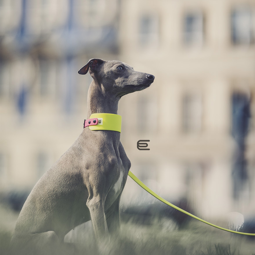 Italian greyhound collar EYESH 129 BioThane® - EYESH -for dog walks- image 2