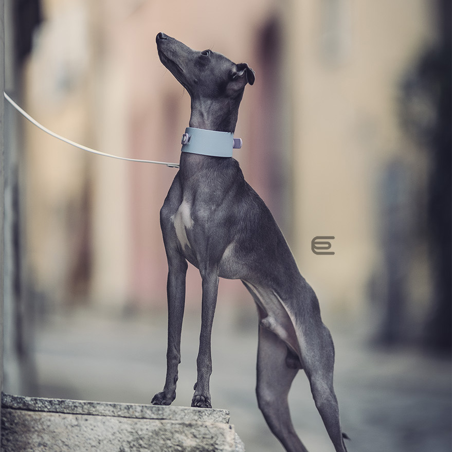 Italian greyhound collar EYESH 152 BioThane® - EYESH -for dog walks- image 2